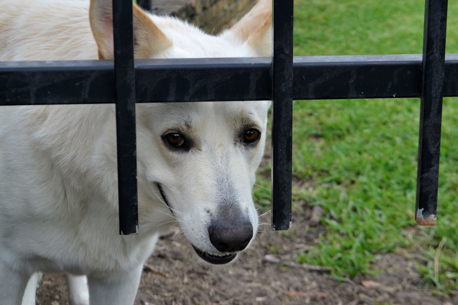 Nikon D3100 sample photo. Security, guard dog, mammal photography