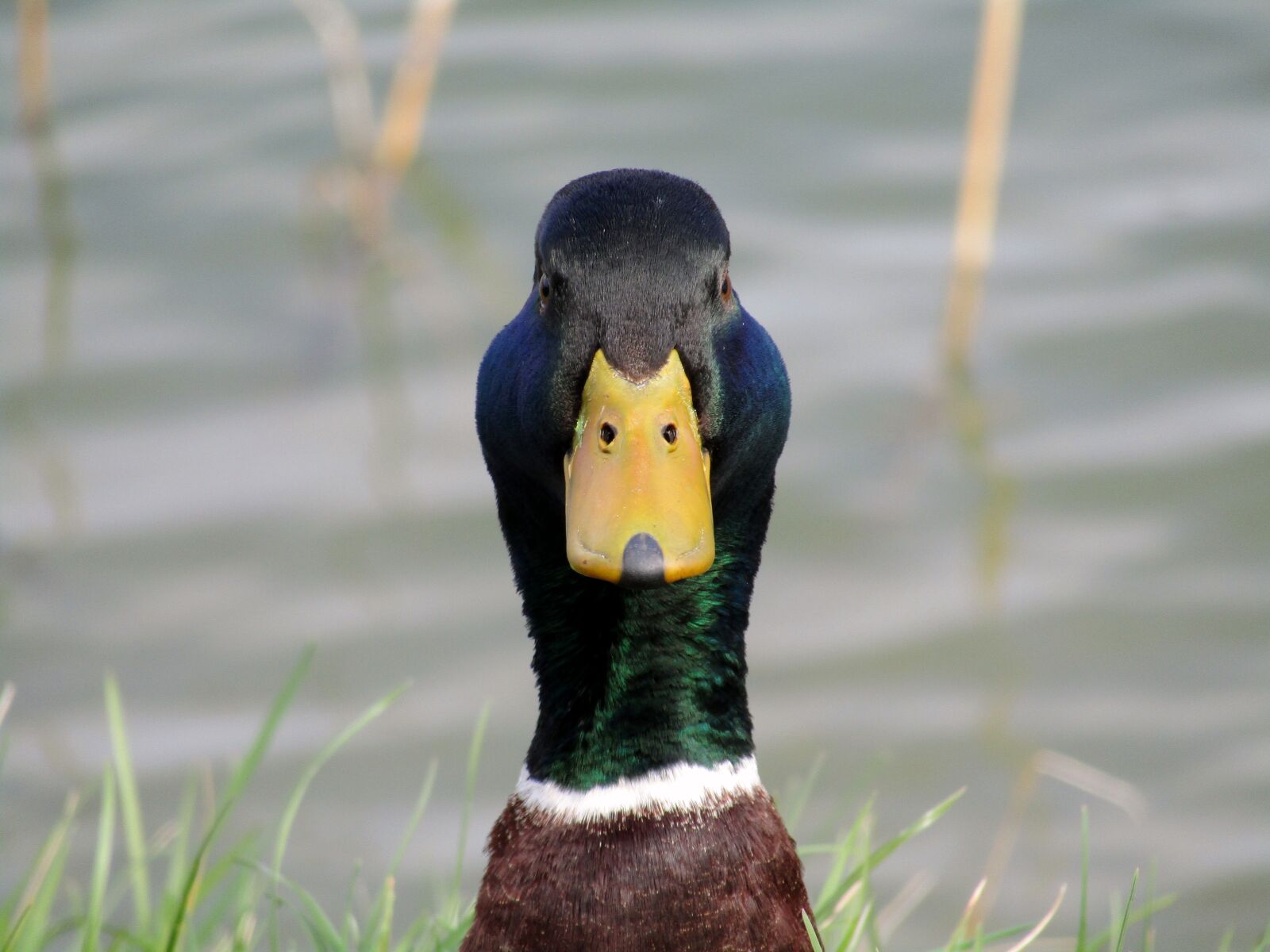 Canon POWERSHOT SX430 IS sample photo. Wildlife, nature, beautiful photography