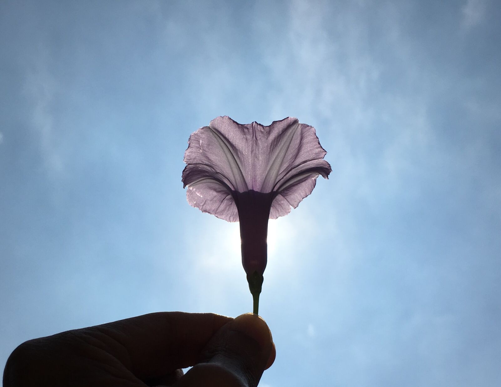 Apple iPhone 6s sample photo. Morning, sun photography