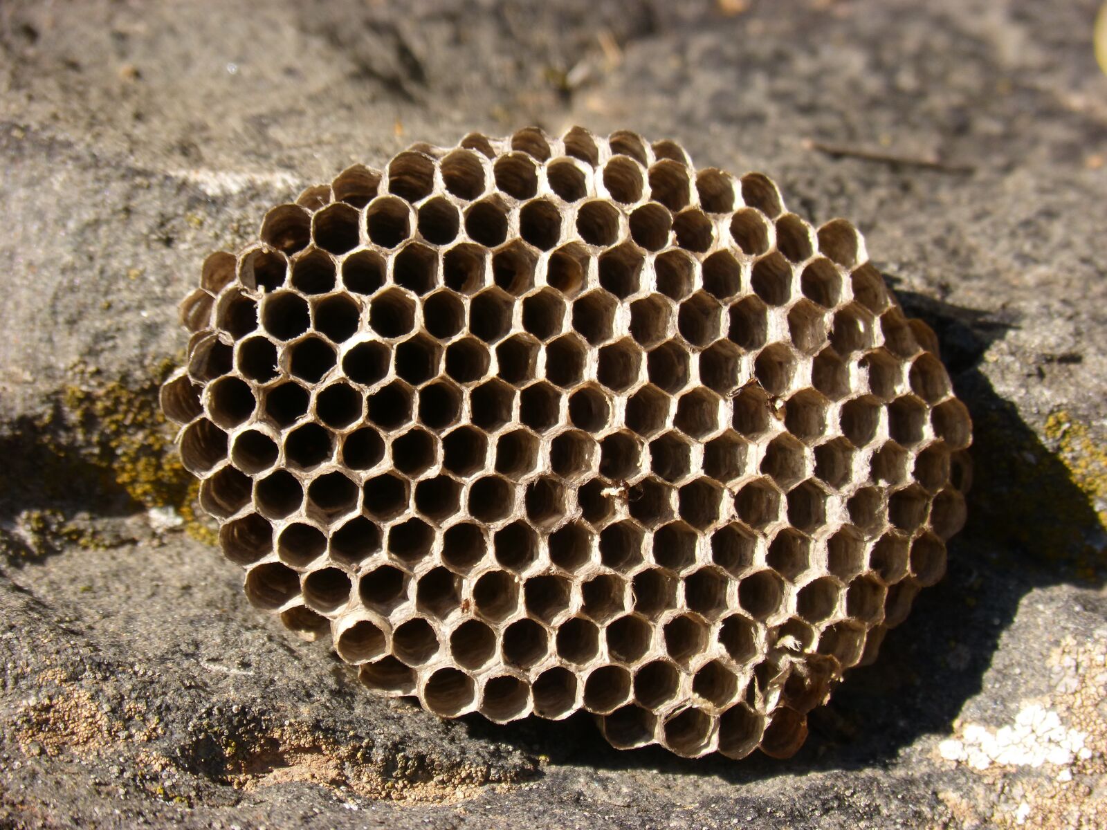 Panasonic DMC-FZ62 sample photo. Diaper, wasps' nest, exag photography