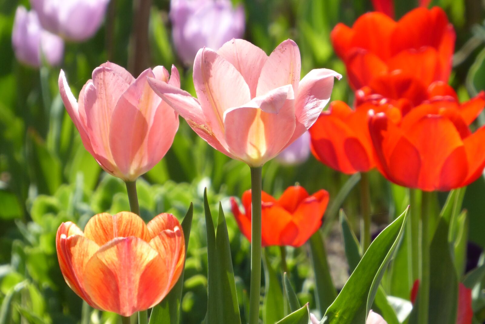Panasonic Lumix DMC-ZS50 (Lumix DMC-TZ70) sample photo. Tulip, plant, flower photography