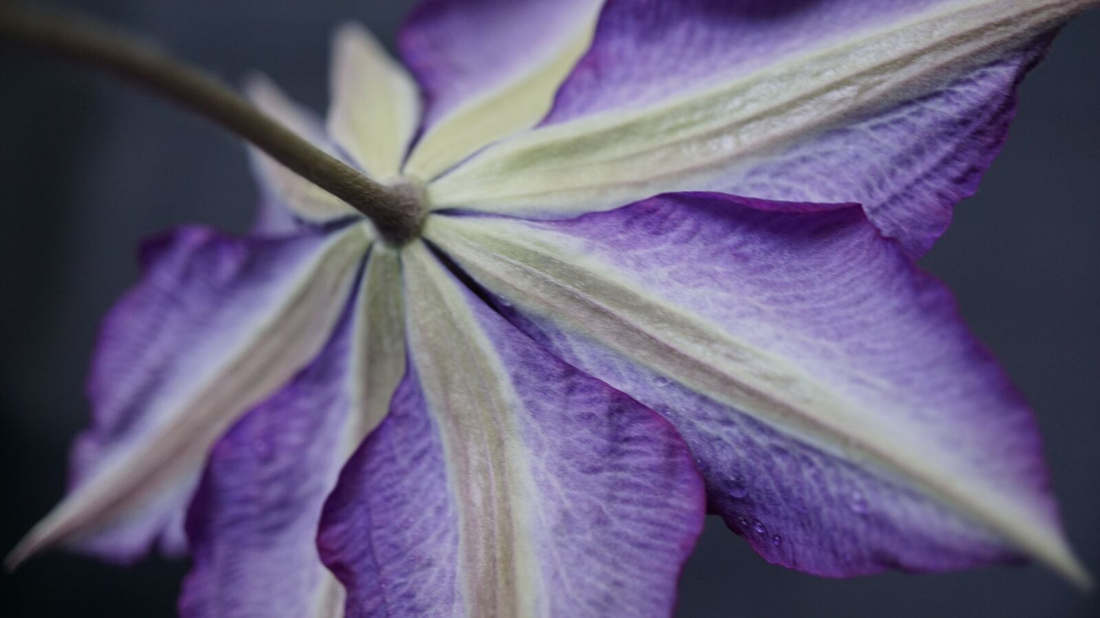 Sony a6000 + Sony E 30mm F3.5 Macro sample photo. Clematis, purple, background photography