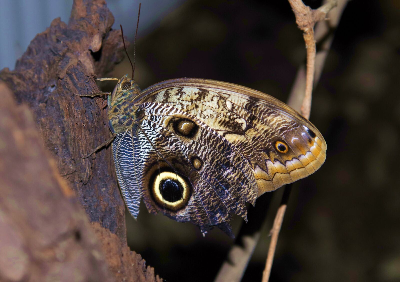 Pentax K-S2 sample photo. Butterfly, colorful, colored photography