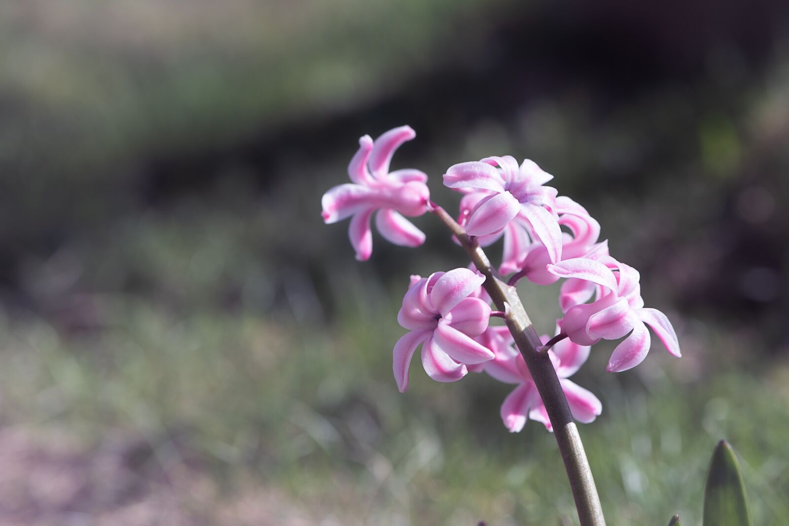 Nikon D750 sample photo. Hyacinth, flower, pink photography