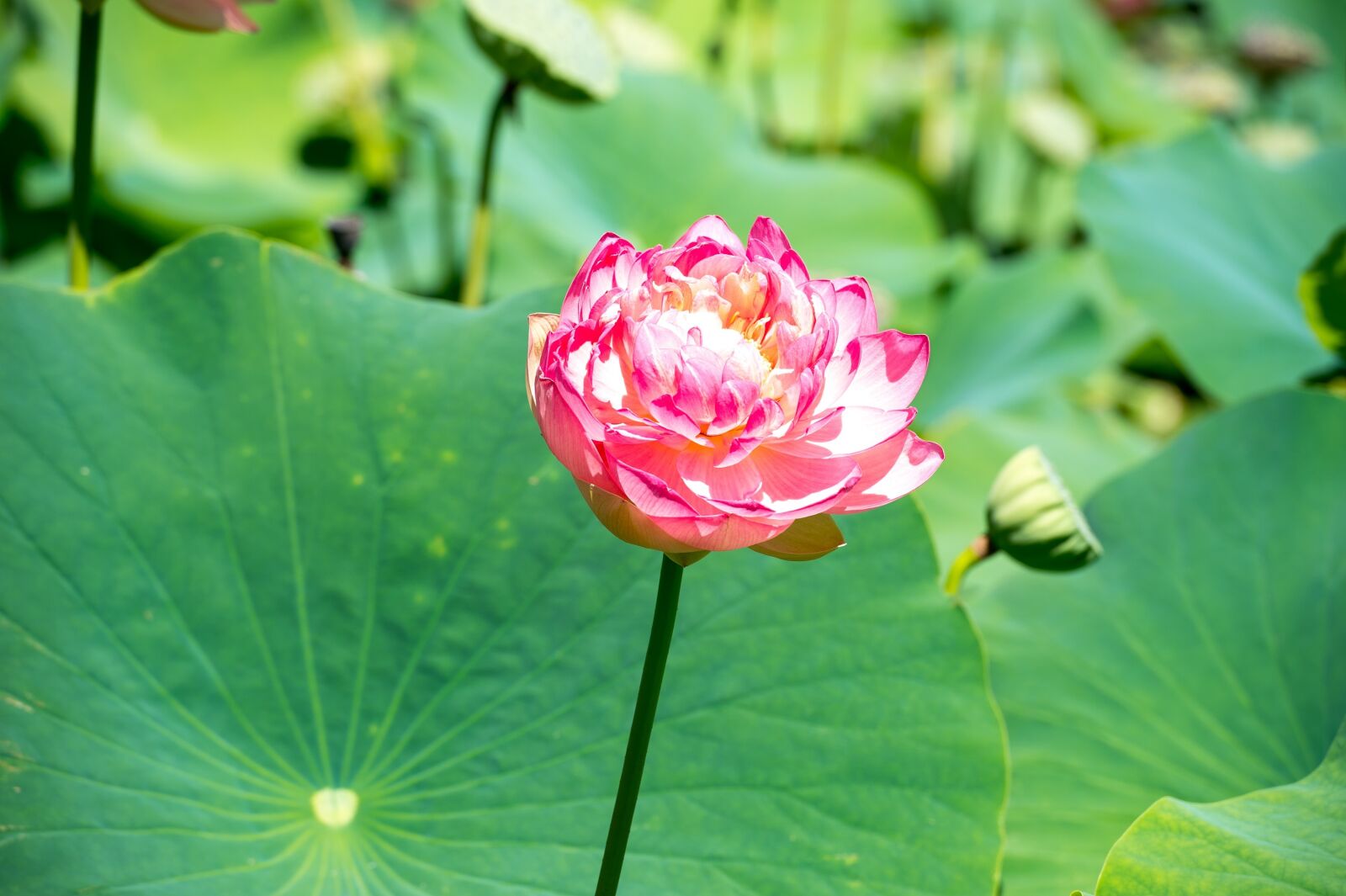 Nikon Df sample photo. Lily, water, water lily photography