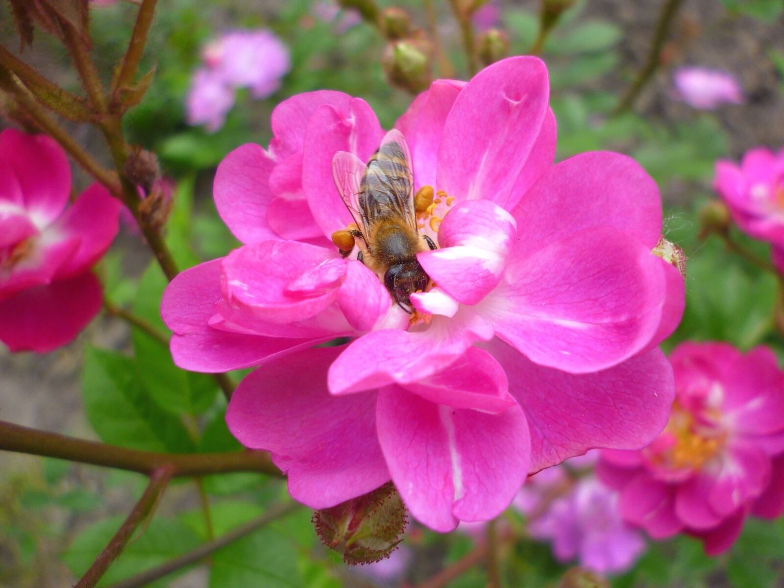 Panasonic Lumix DMC-S1 sample photo. Honey bee, bee, insect photography