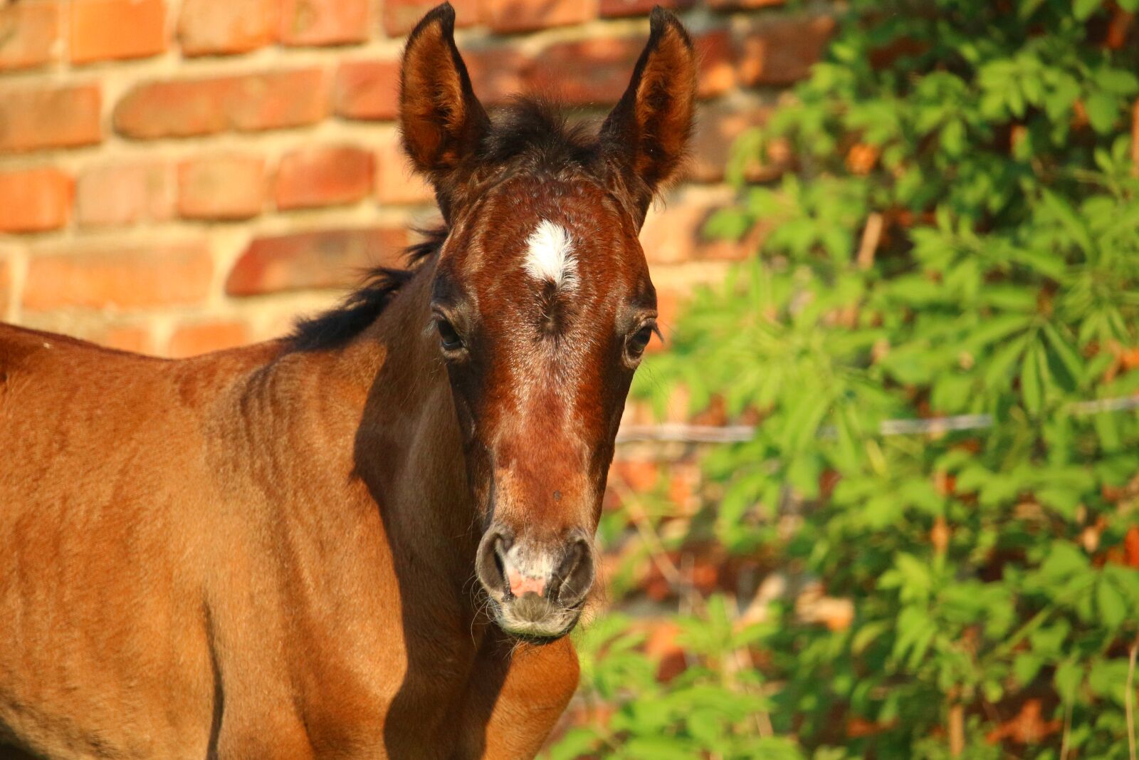 Canon EOS 100D (EOS Rebel SL1 / EOS Kiss X7) sample photo. Horse, foal, suckling photography