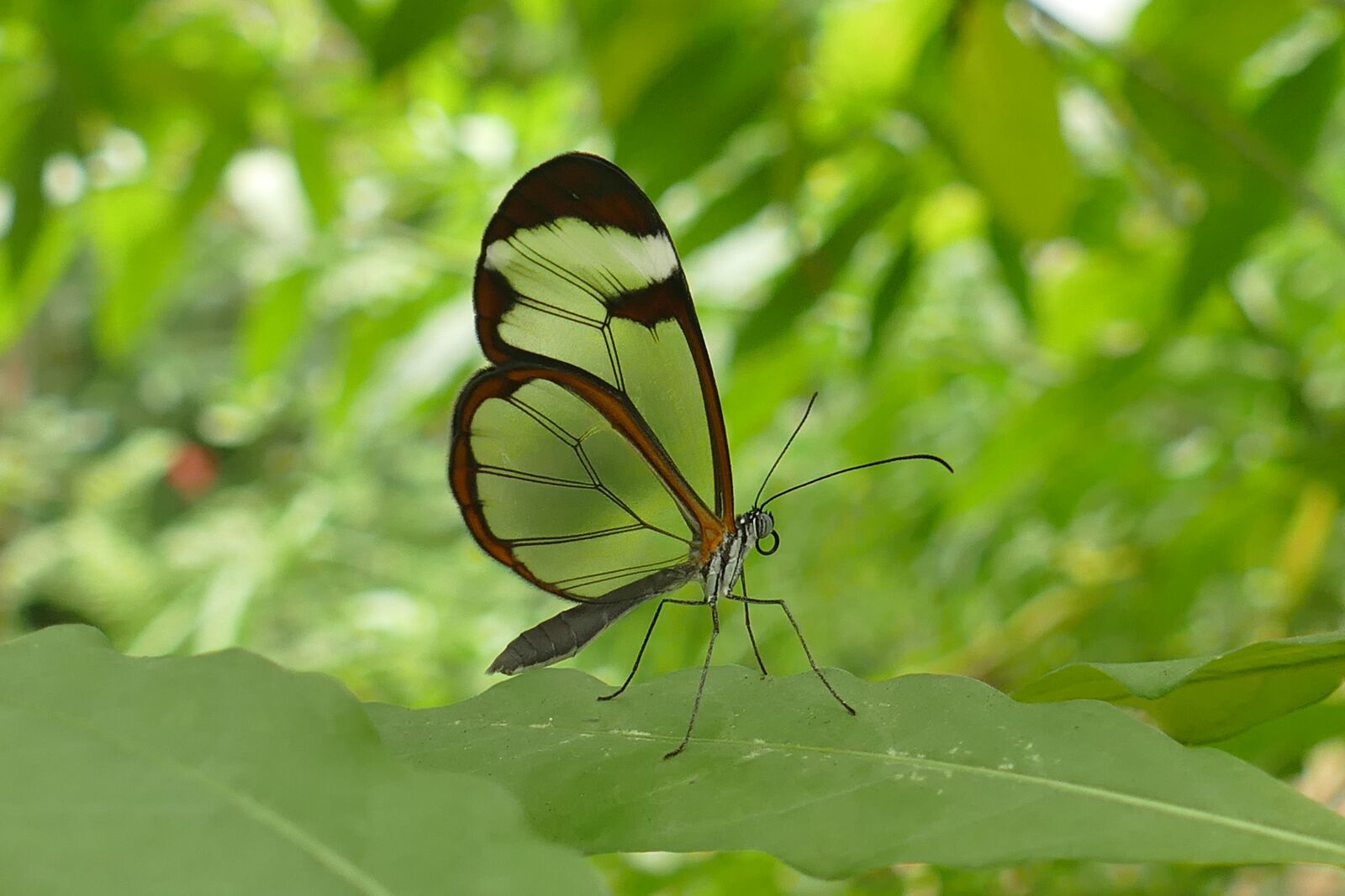 Panasonic Lumix DMC-FZ1000 sample photo. Glass wing butterfly, insect photography