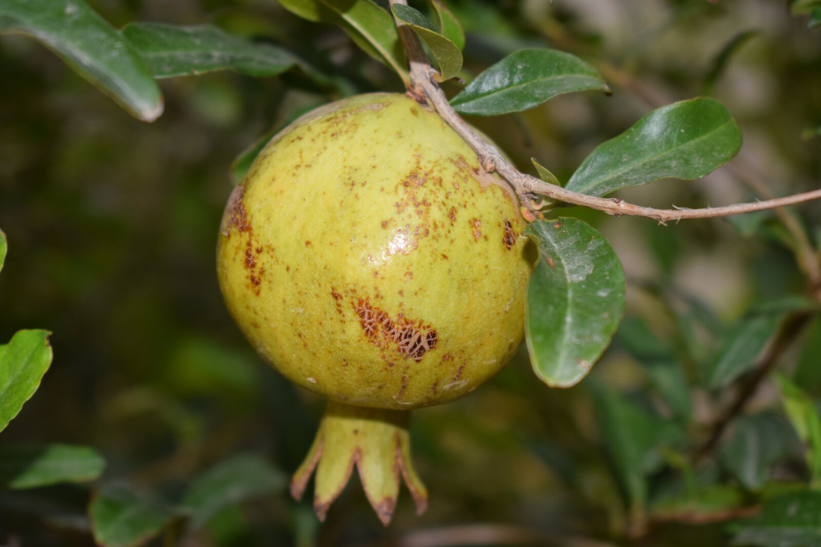 Nikon D5300 sample photo. Guava, food, fruit photography