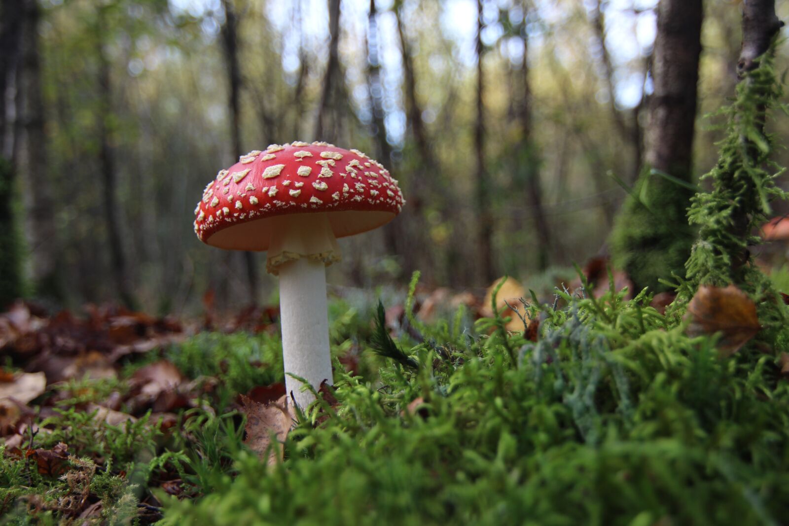 Canon EOS 650D (EOS Rebel T4i / EOS Kiss X6i) sample photo. Mushroom, rare mushroom, poisonous photography