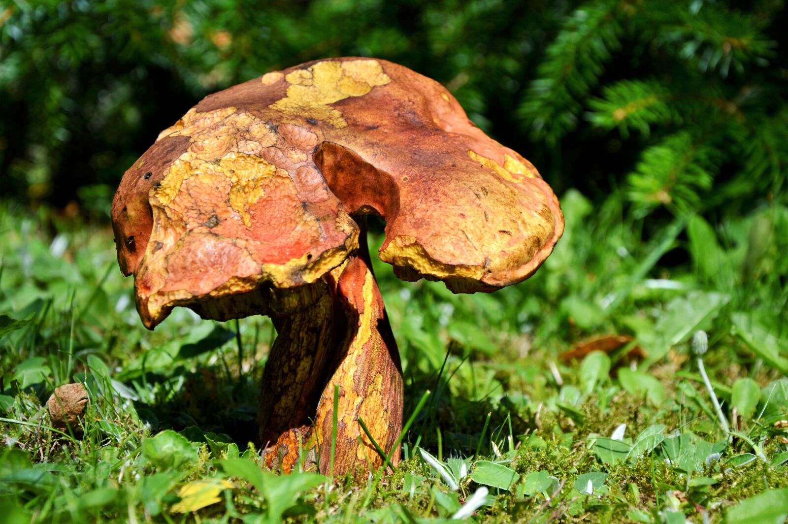 Nikon D3200 sample photo. Mushroom, tube mushroom, red photography