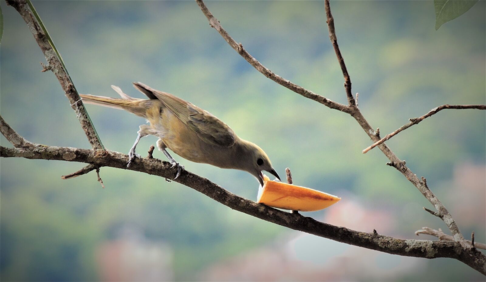 Nikon Coolpix P510 sample photo. Tanager, eating, branch photography