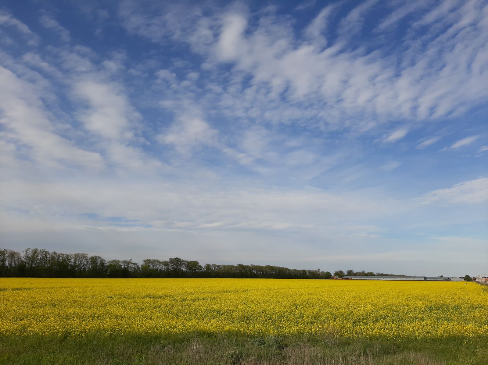 Samsung Galaxy A50 sample photo. Spring, yellow, field photography