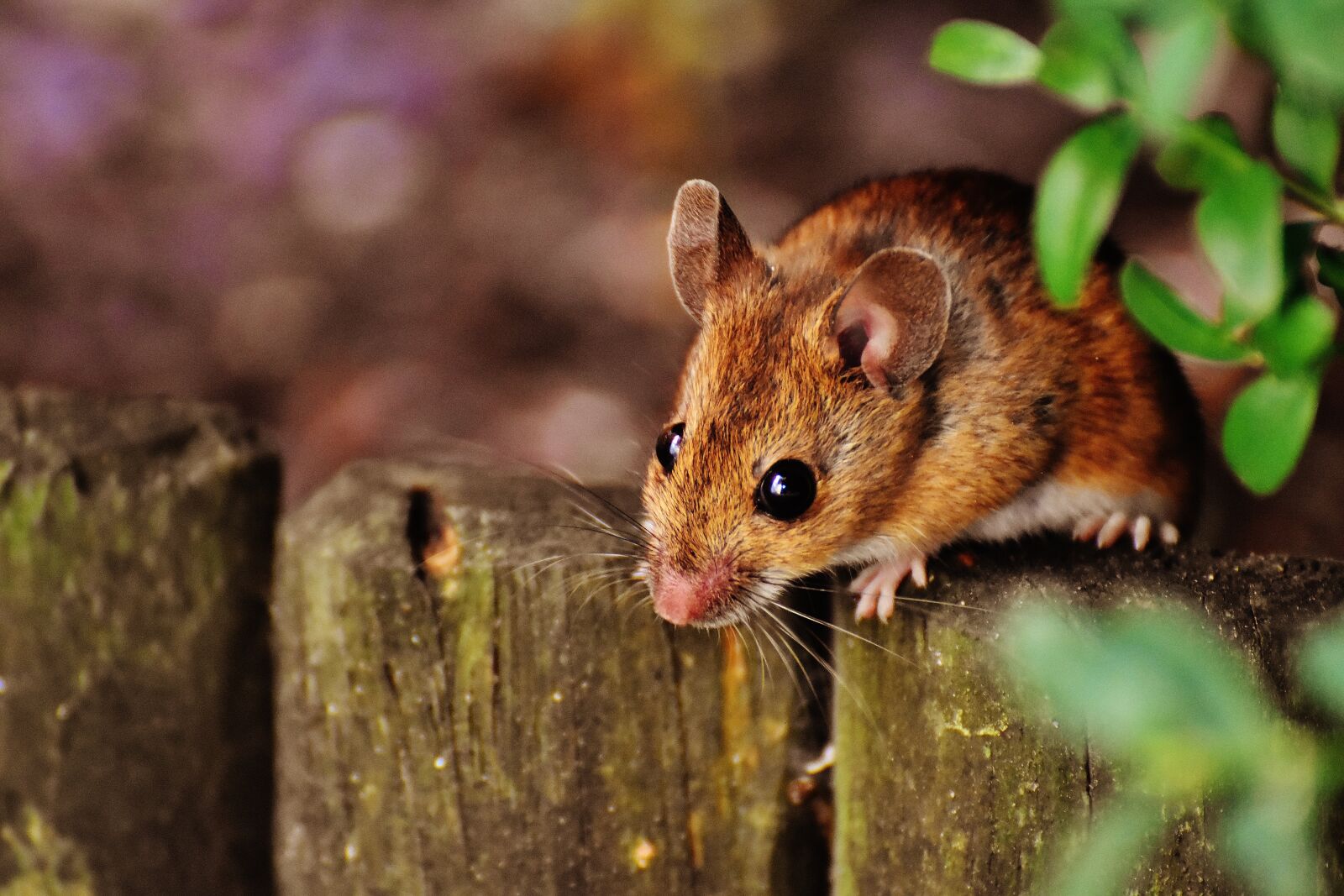 Nikon D7200 sample photo. Mouse, rodent, cute photography