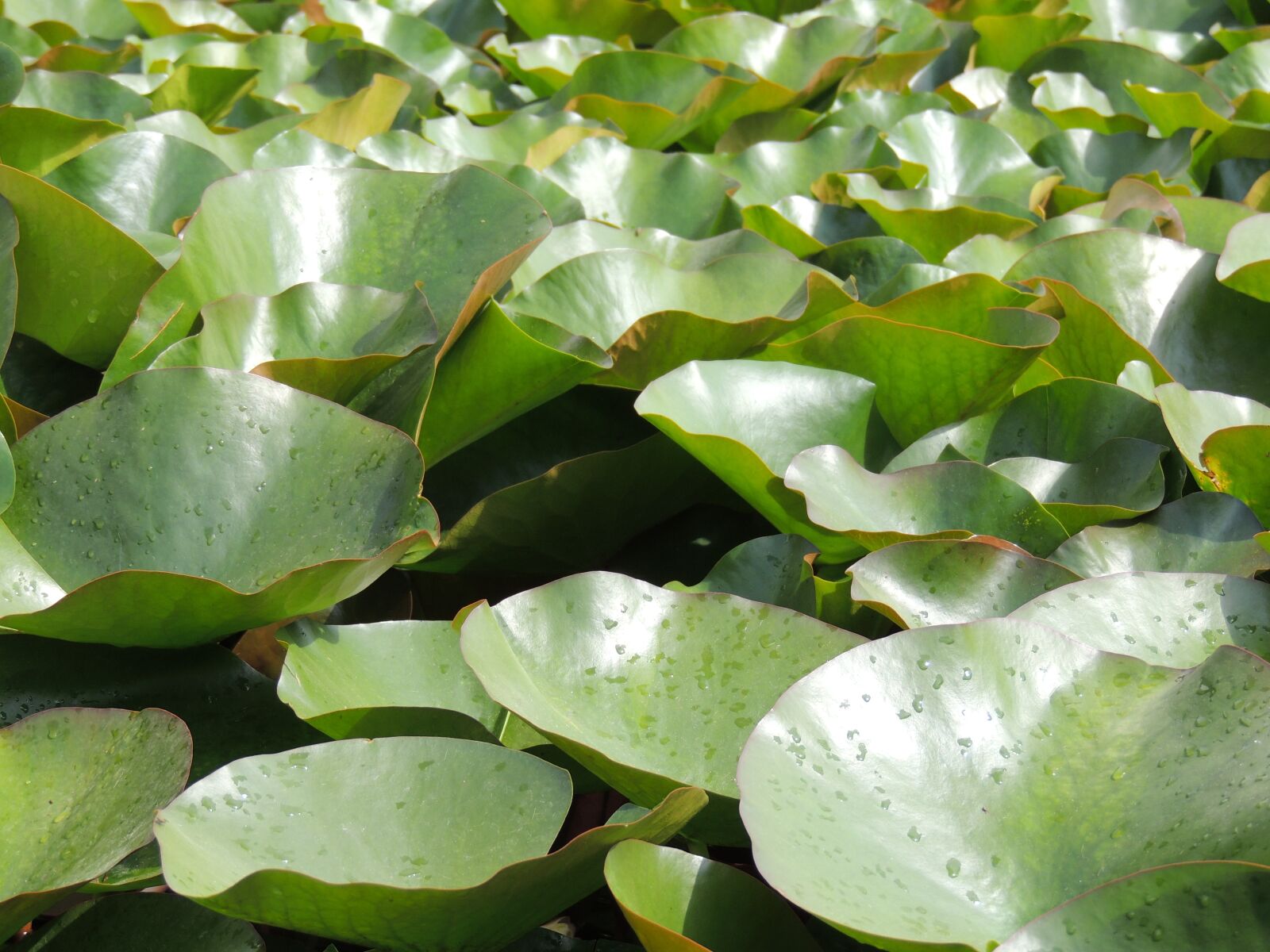Nikon Coolpix P510 sample photo. Lotus leaves, pond, leaves photography