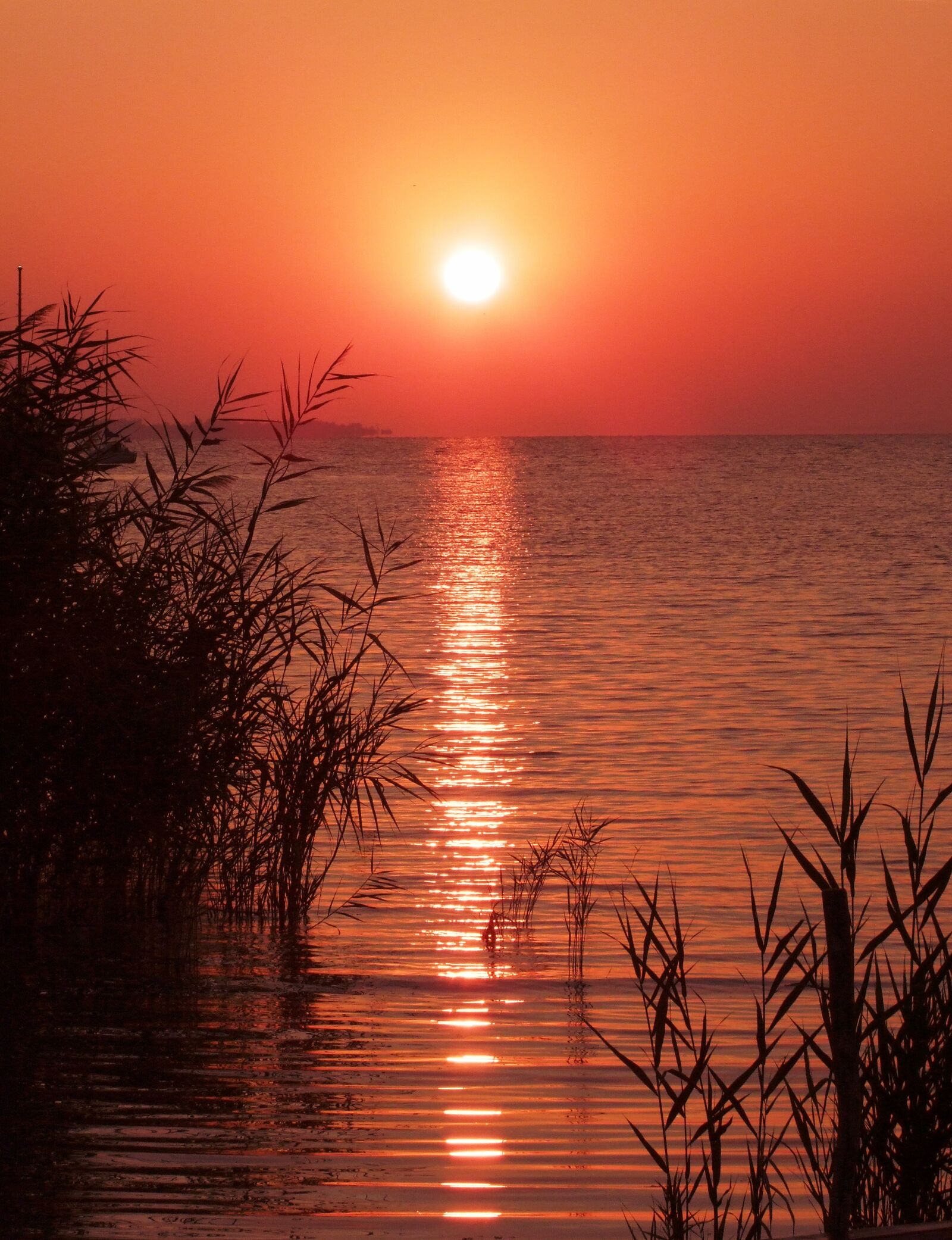 Fujifilm FinePix S100fs sample photo. Sunrise, dawn, reed photography