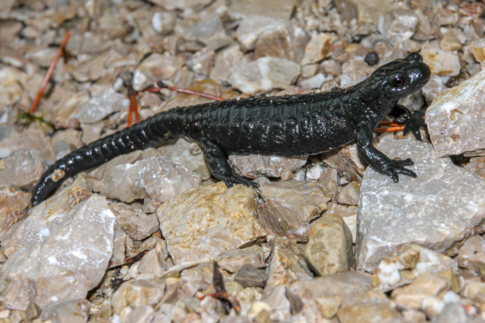 Canon EOS 550D (EOS Rebel T2i / EOS Kiss X4) sample photo. Amphibian, alpine salamander, salamander photography