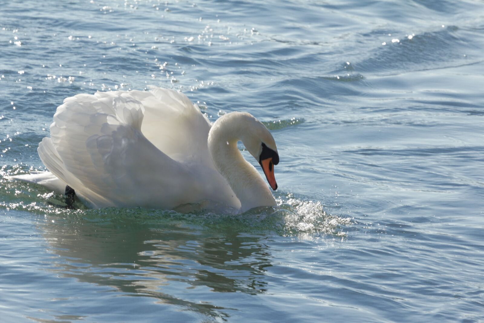 Canon EOS 550D (EOS Rebel T2i / EOS Kiss X4) + Canon EF 70-200mm F4L USM sample photo. Swan, water bird, pride photography