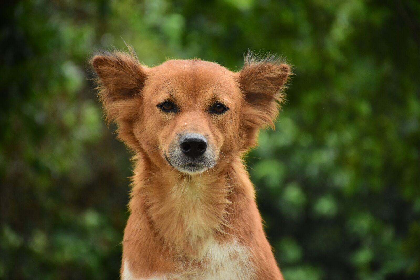 Nikon D7200 sample photo. Dog, animal, puppy photography