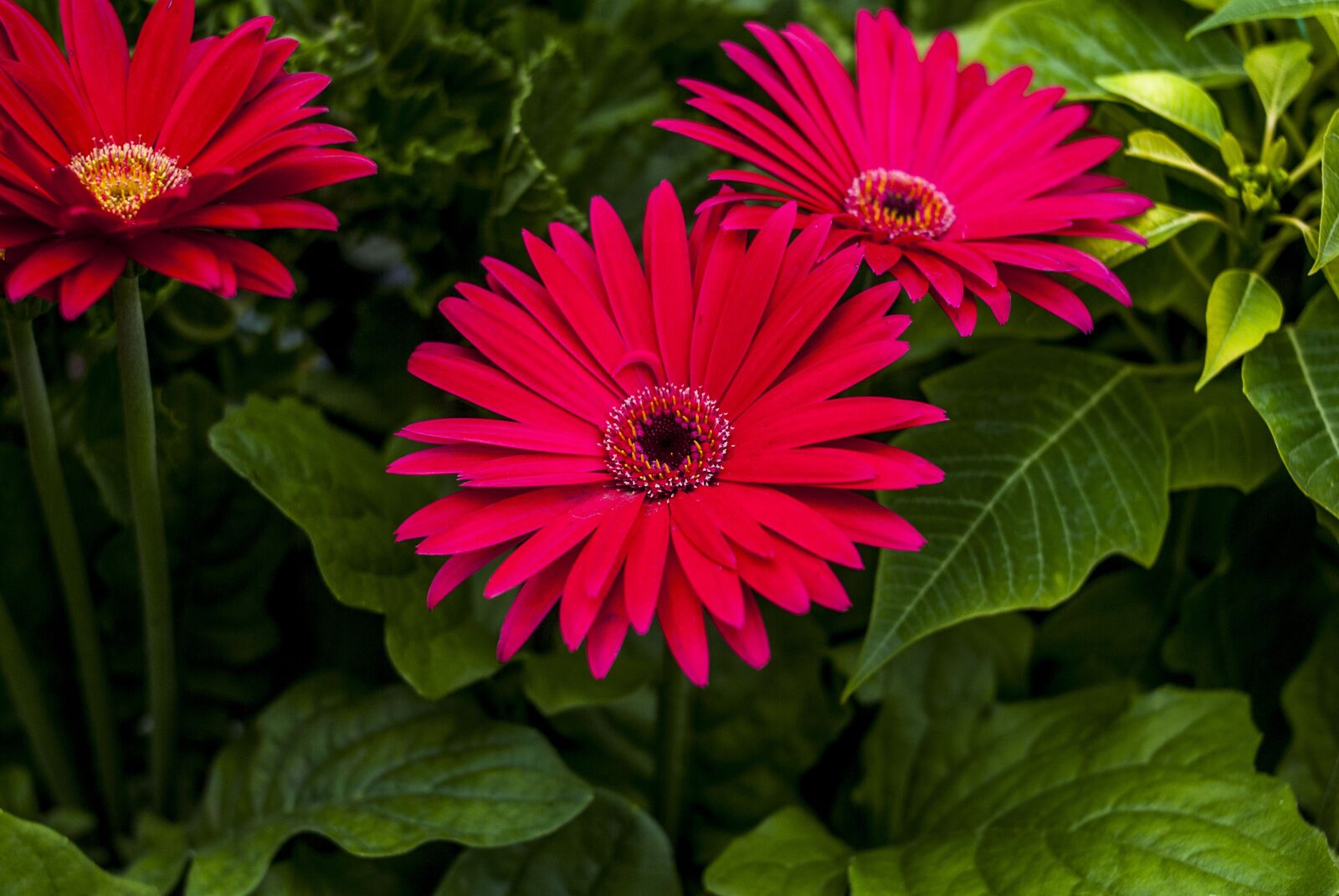 Nikon D60 sample photo. G rbela beautiful, flower photography