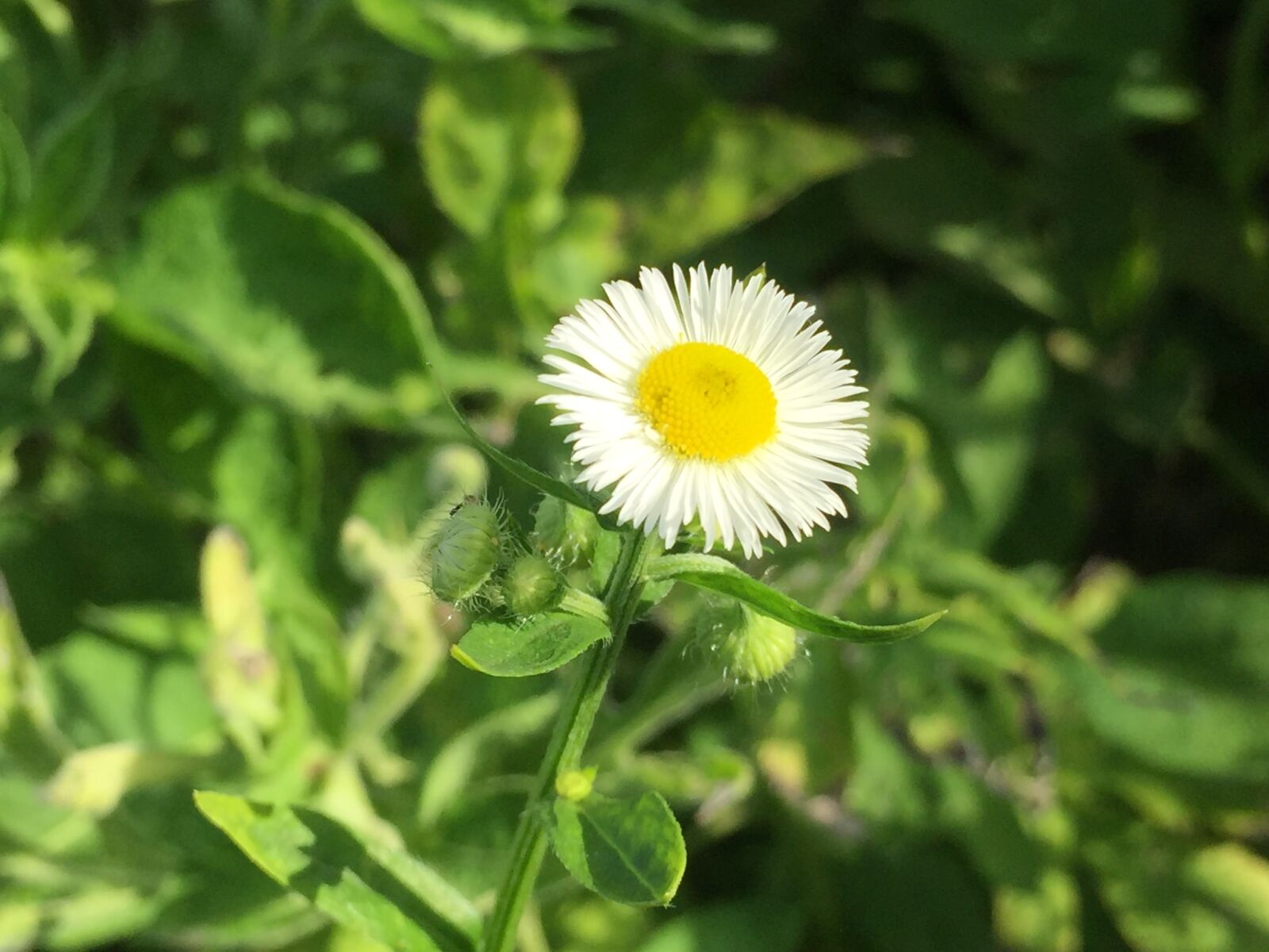 iPhone 6 back camera 4.15mm f/2.2 sample photo
