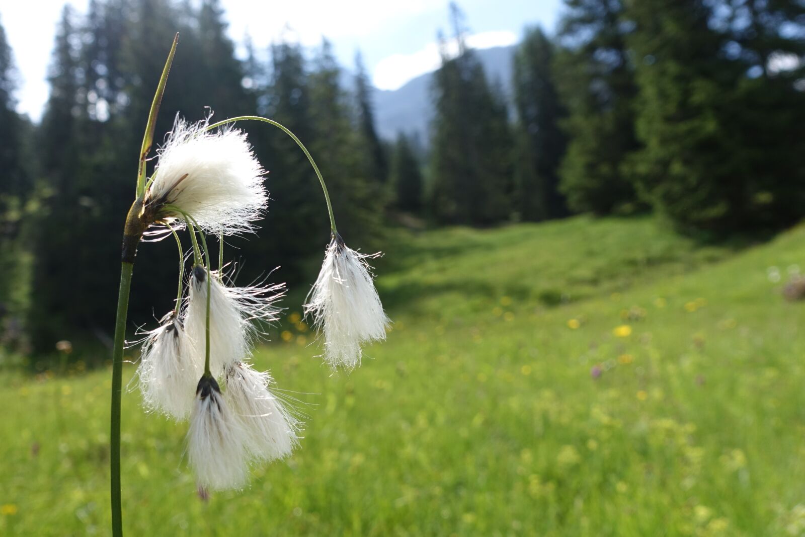 Sony Cyber-shot DSC-RX100 IV sample photo. Flower, landscape, nature photography