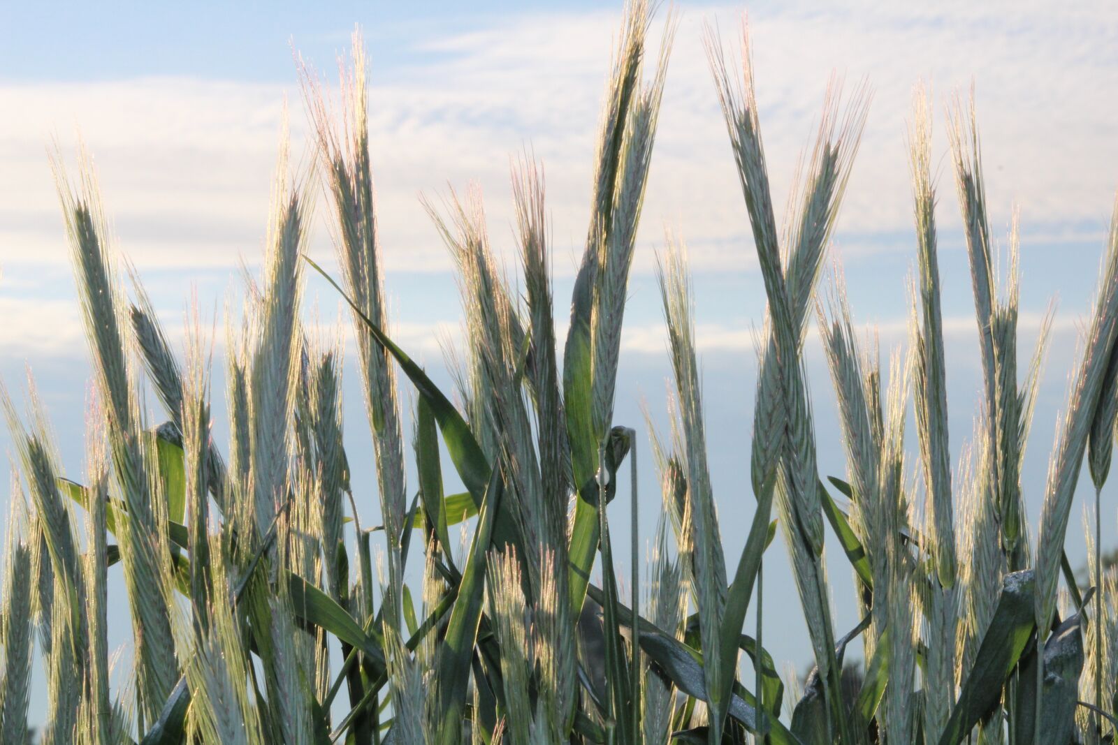 Canon EF 75-300mm f/4-5.6 sample photo. Walk, cereals, nature photography
