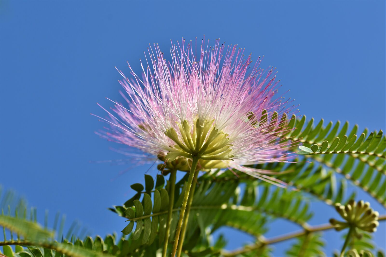 Nikon D7200 sample photo. Silk tree, silk acacia photography