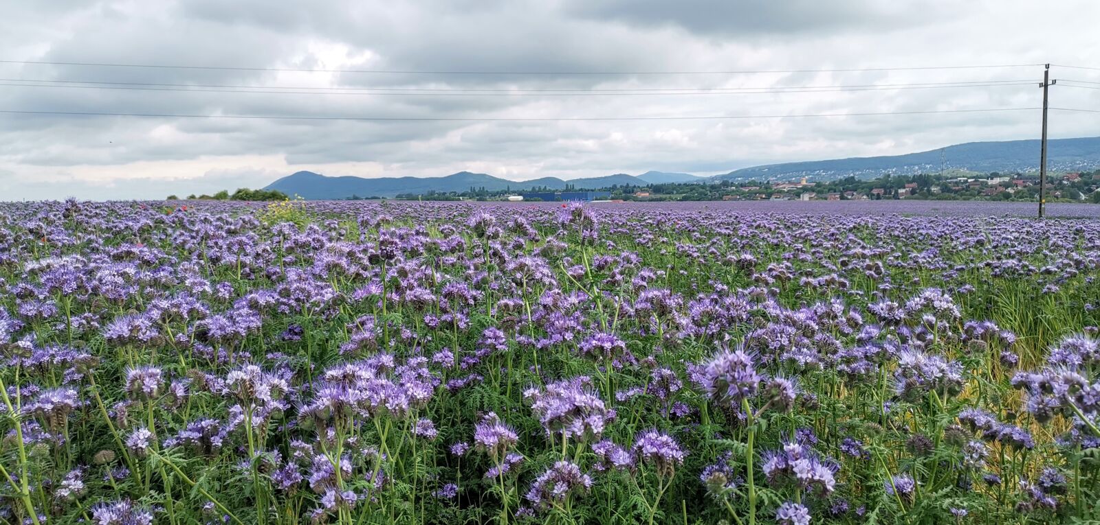 HUAWEI LYA-L29 sample photo. Flowers, field, nature photography