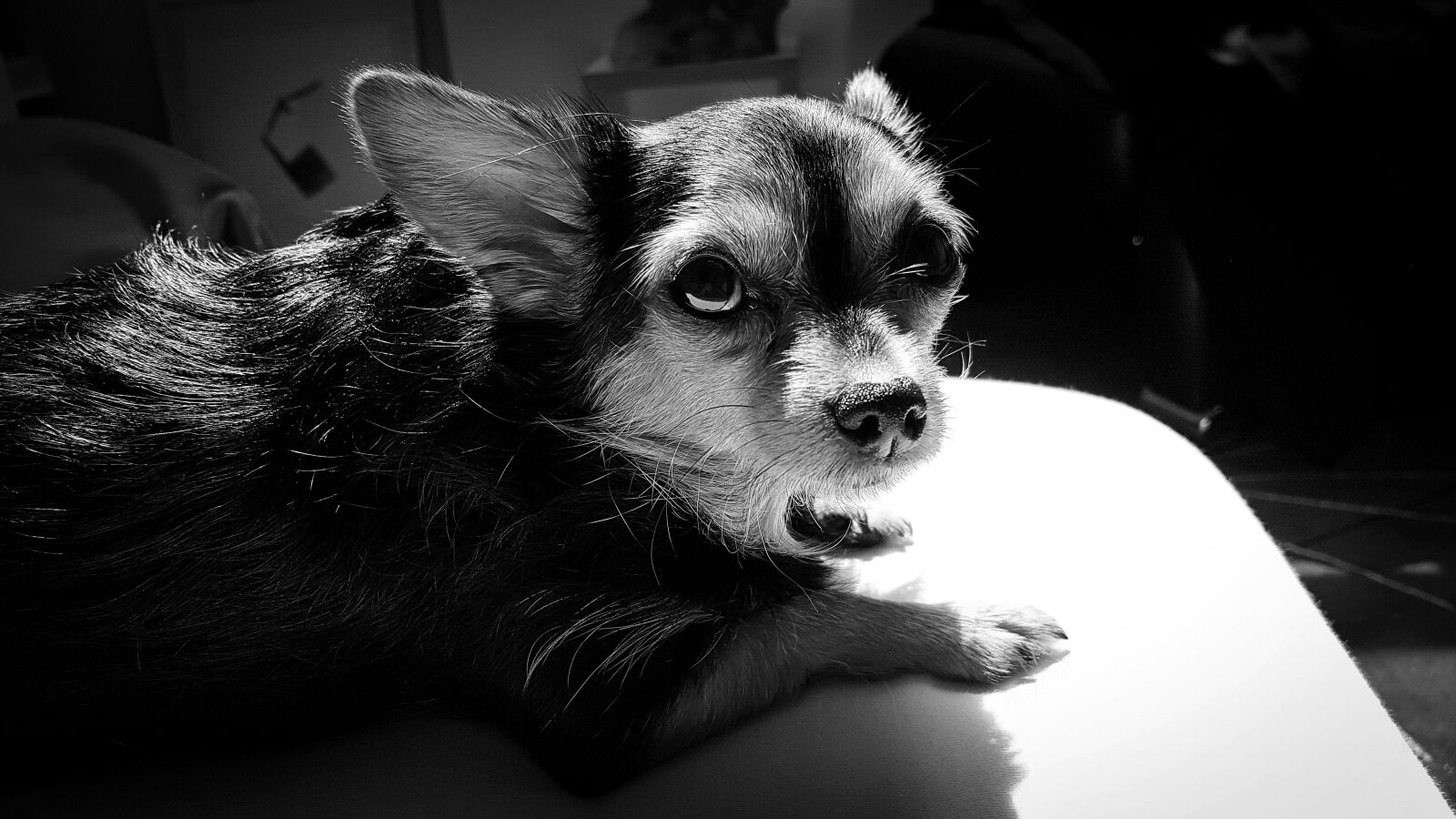 Samsung Galaxy S7 Edge Rear Camera sample photo. Dog, portrait, lying photography