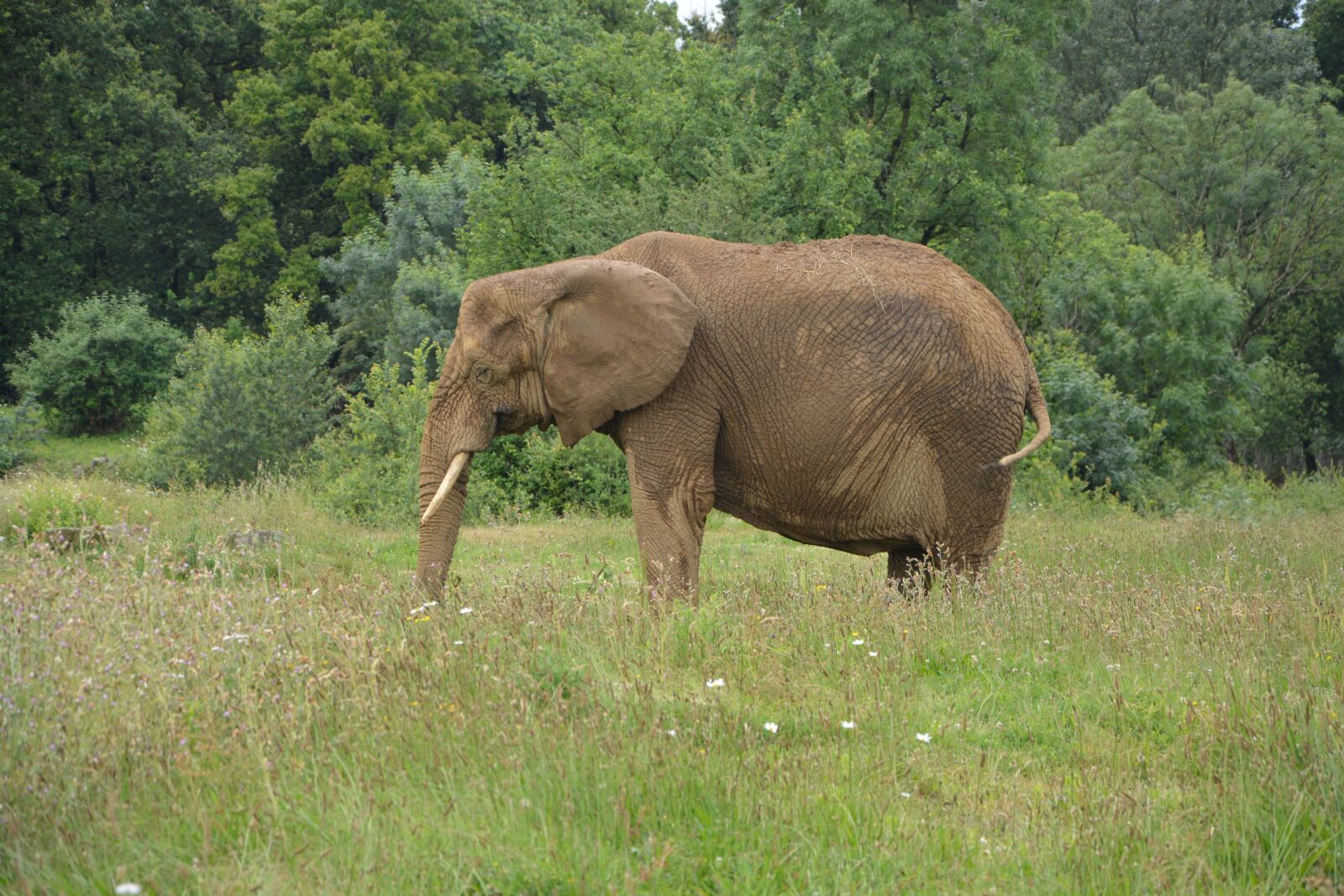 Nikon D5200 sample photo. Elephant, asia, animal photography