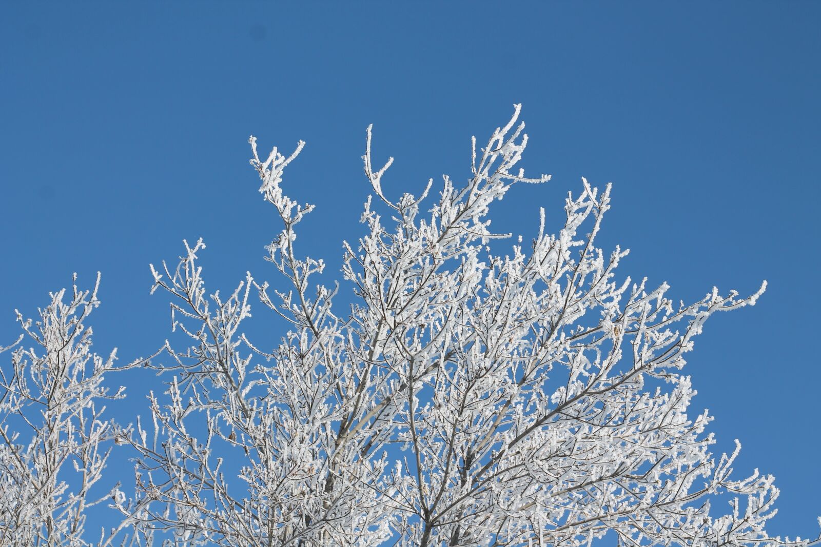 Canon EOS 1100D (EOS Rebel T3 / EOS Kiss X50) + Canon EF 50mm F1.8 II sample photo. Winter, tree, ice photography