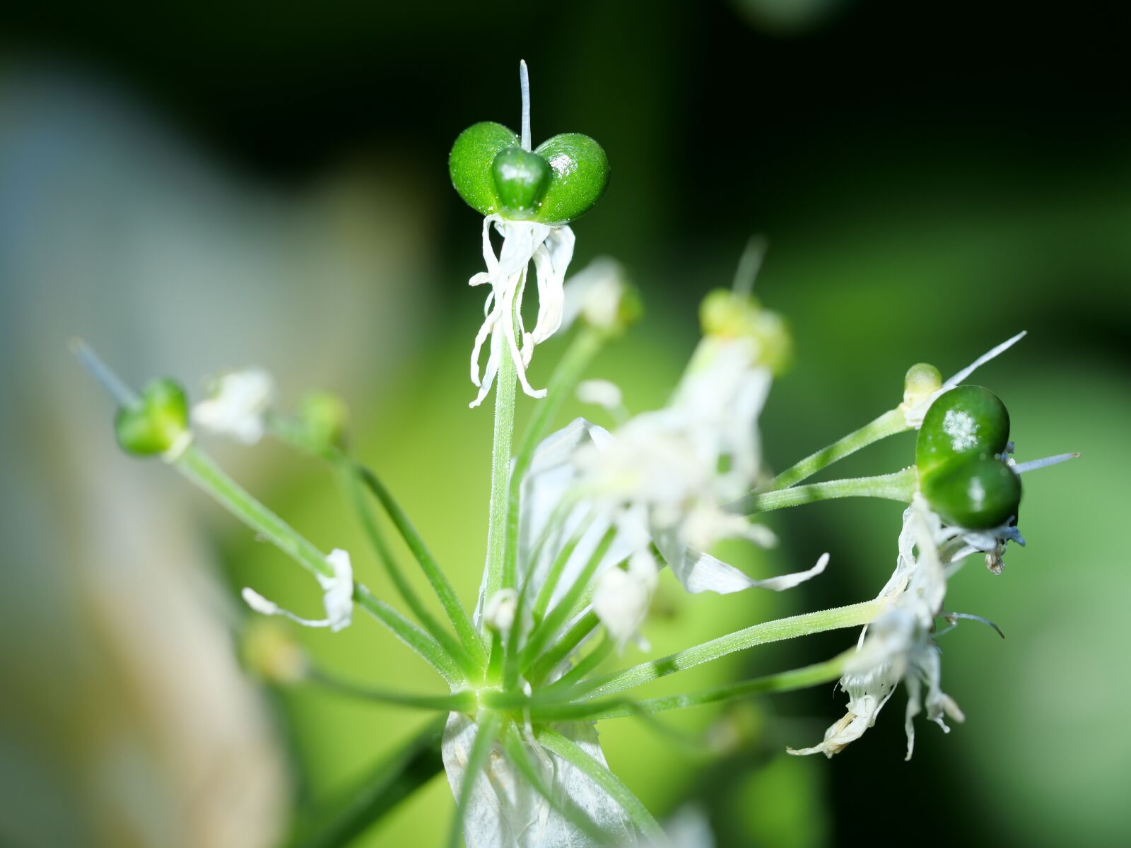 Panasonic Lumix DC-G9 sample photo. Macro, close up, bear's photography
