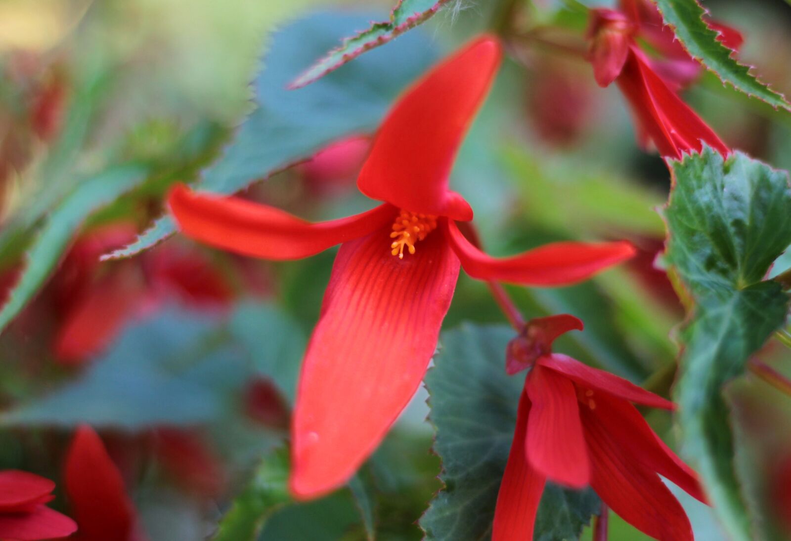 Canon EOS 600D (Rebel EOS T3i / EOS Kiss X5) sample photo. Begonia, summer, hanging basket photography