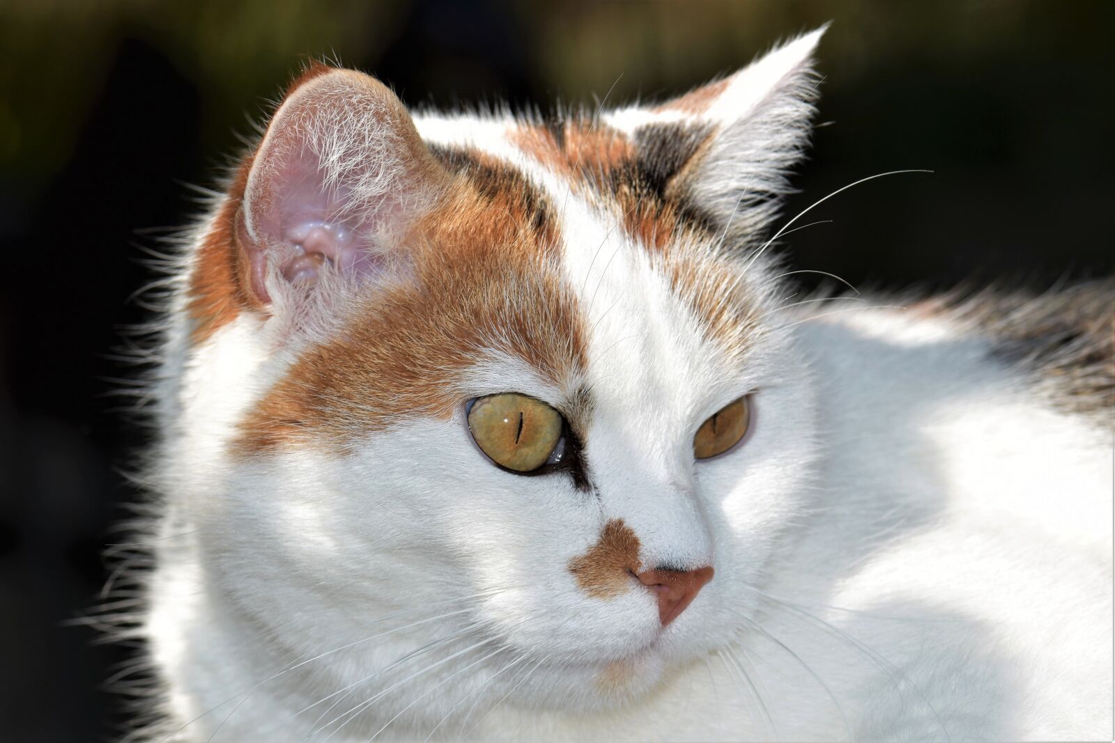 Nikon D5500 sample photo. Cat, white, pet photography