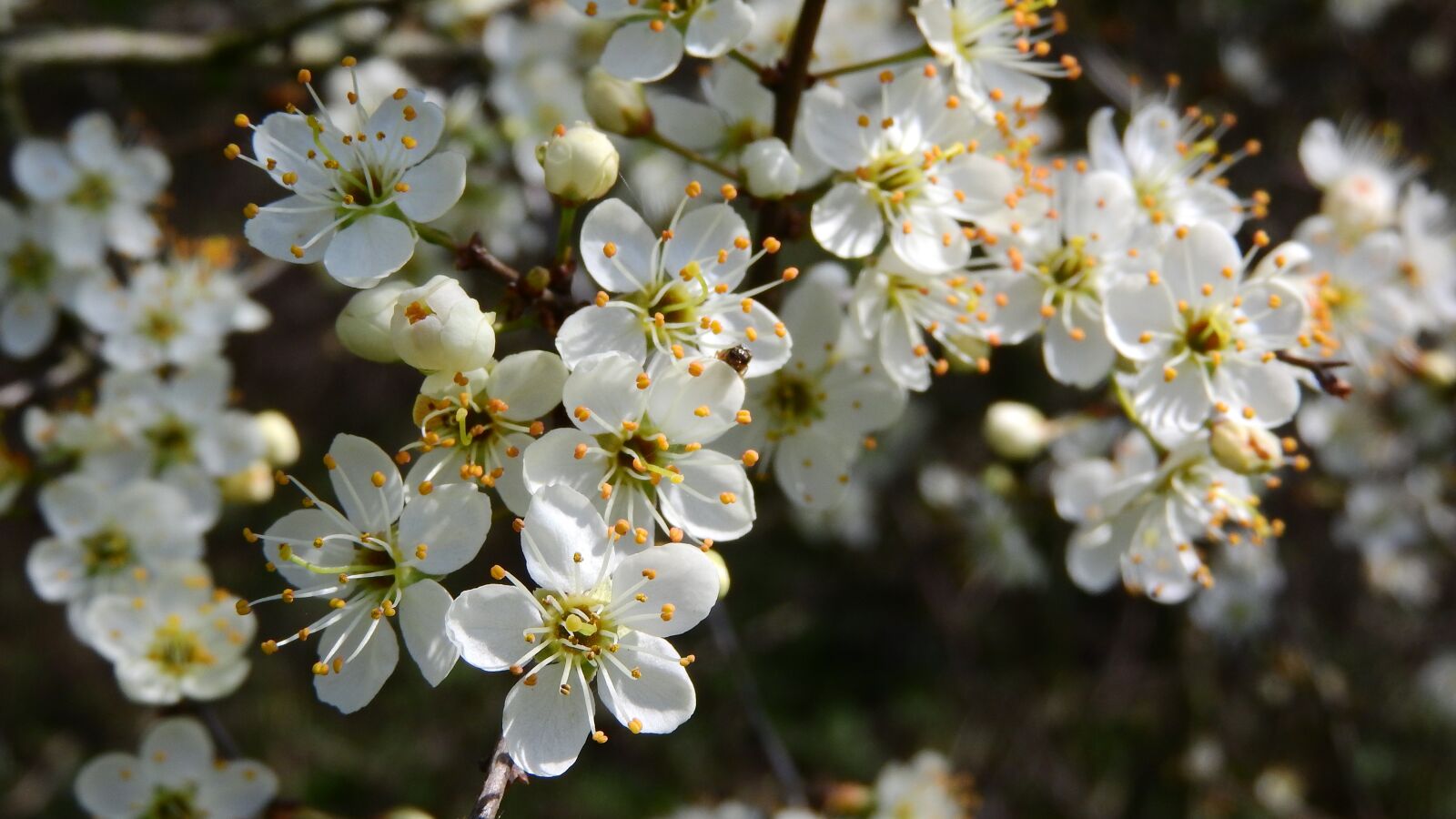 Nikon Coolpix P610 sample photo. Prunus spinosa, blackthorn, spring photography