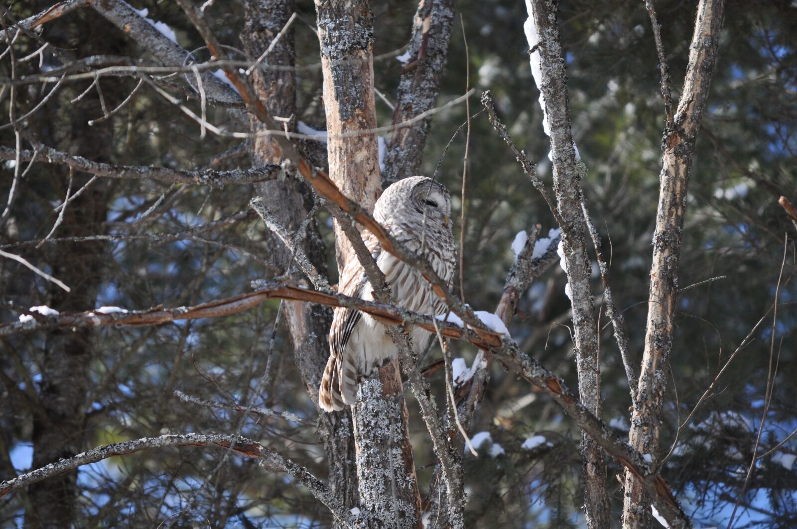 Nikon D5000 sample photo. Owl, tree, bird photography