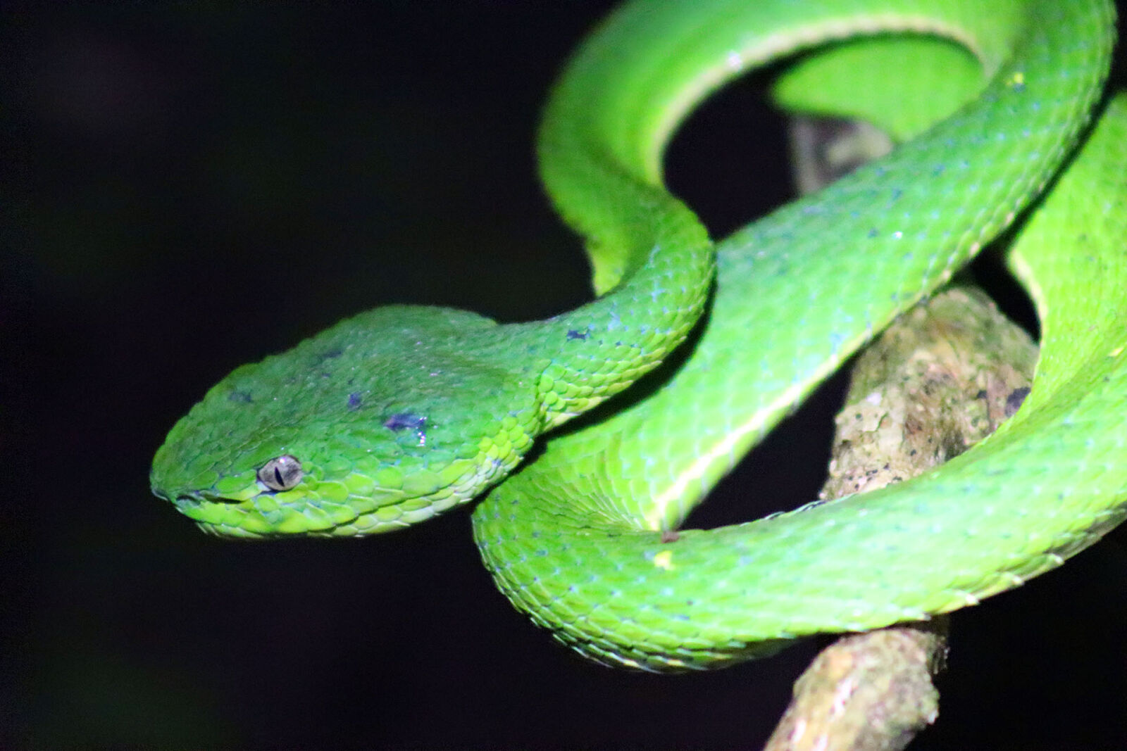 Canon EF 75-300mm f/4-5.6 sample photo. Costa, rica, nature, snake photography