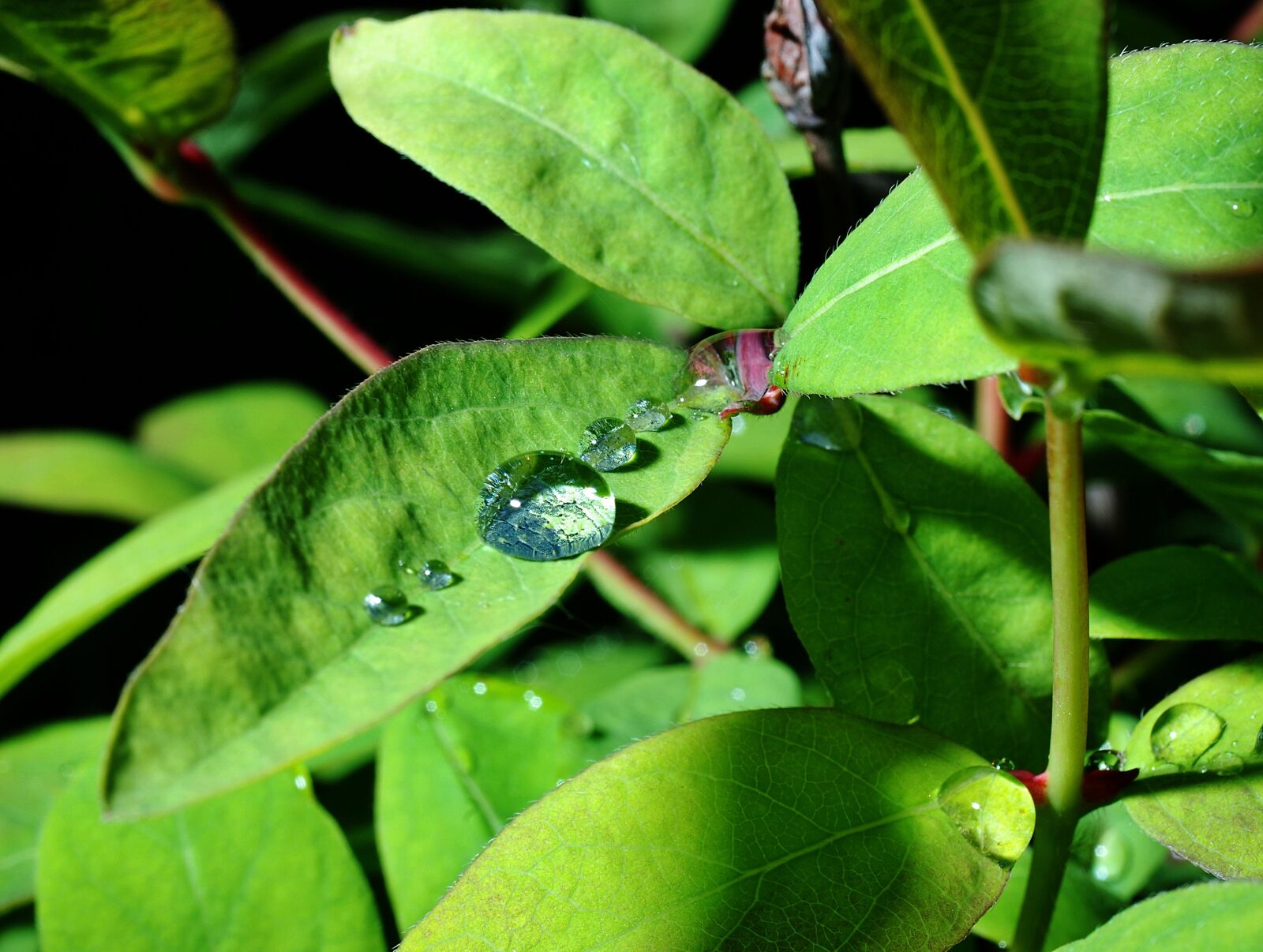 Nikon D80 sample photo. A drop of, rain photography