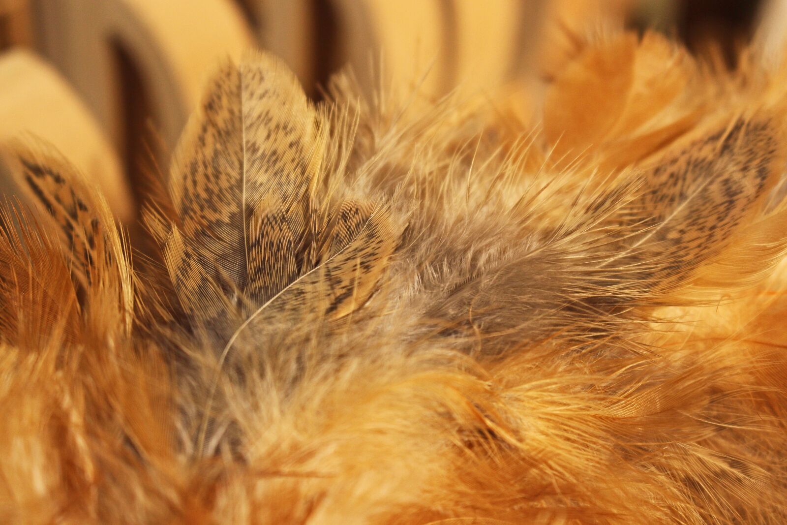 Canon EOS 700D (EOS Rebel T5i / EOS Kiss X7i) sample photo. Spring nest, brown springs photography
