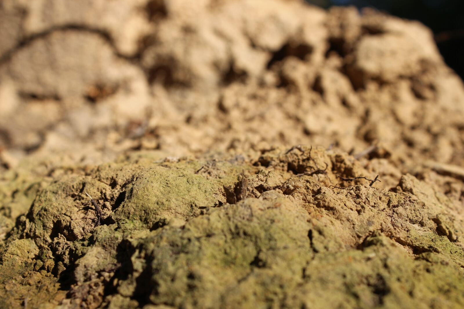 Canon EOS 600D (Rebel EOS T3i / EOS Kiss X5) sample photo. Earth, tree, root photography