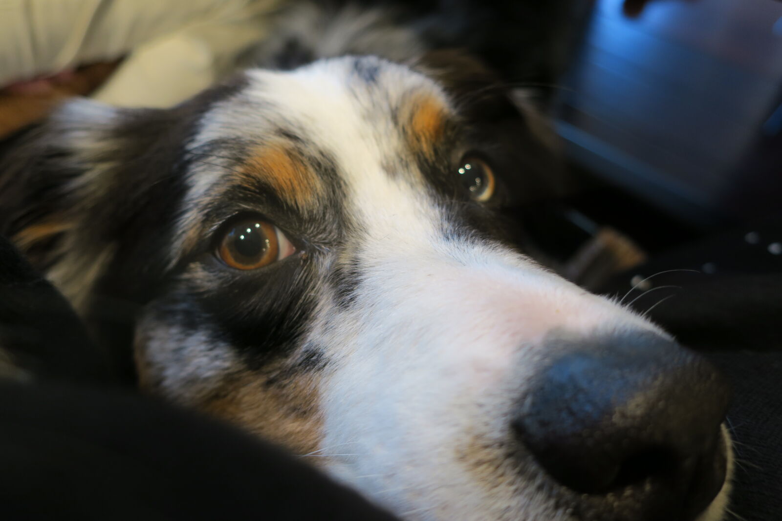 Canon PowerShot G9 X sample photo. Australian, shepherd, dog, love photography