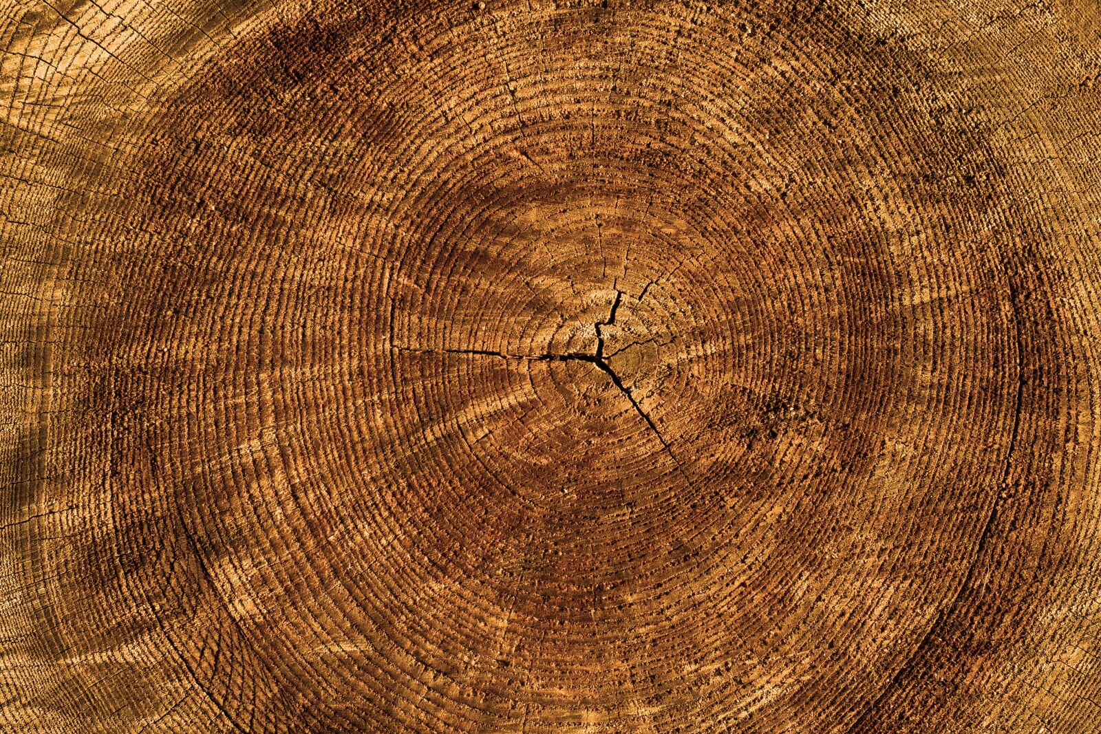 Sony a7 II + Sony DT 50mm F1.8 SAM sample photo. Texture, tree, annual rings photography