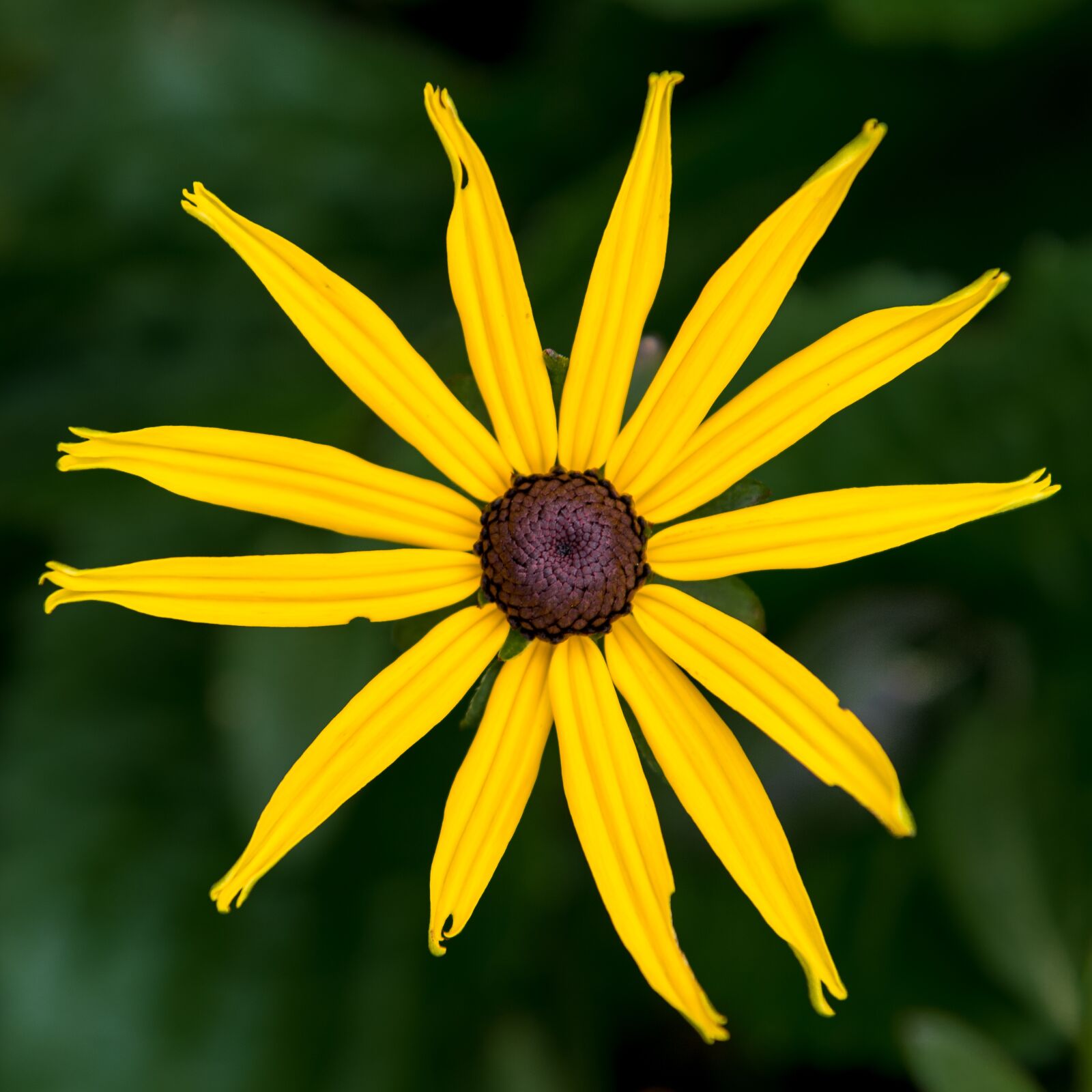 Nikon D800 sample photo. Flower, nature, floral photography
