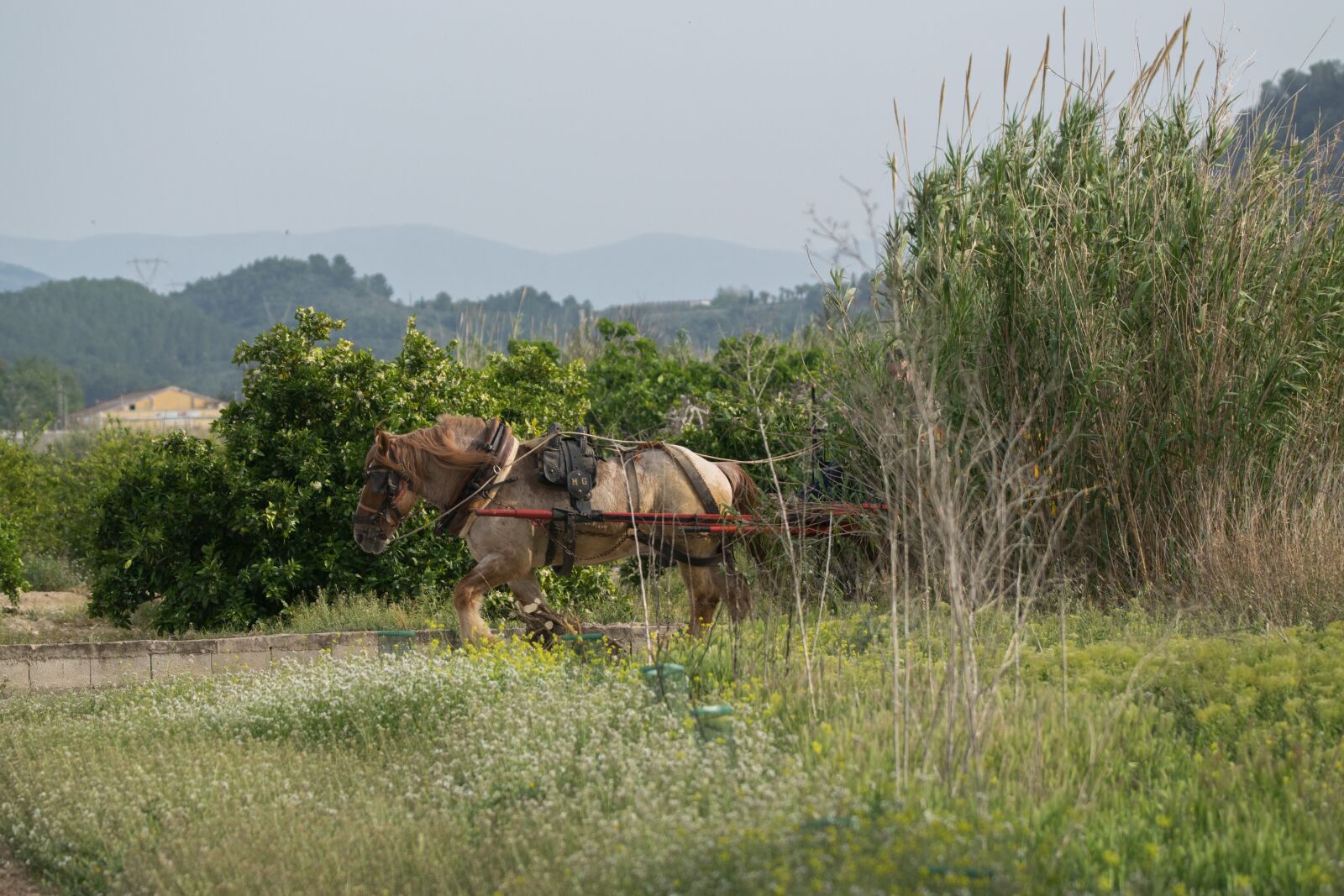 Nikon D5300 sample photo. Nature, lawn, field photography