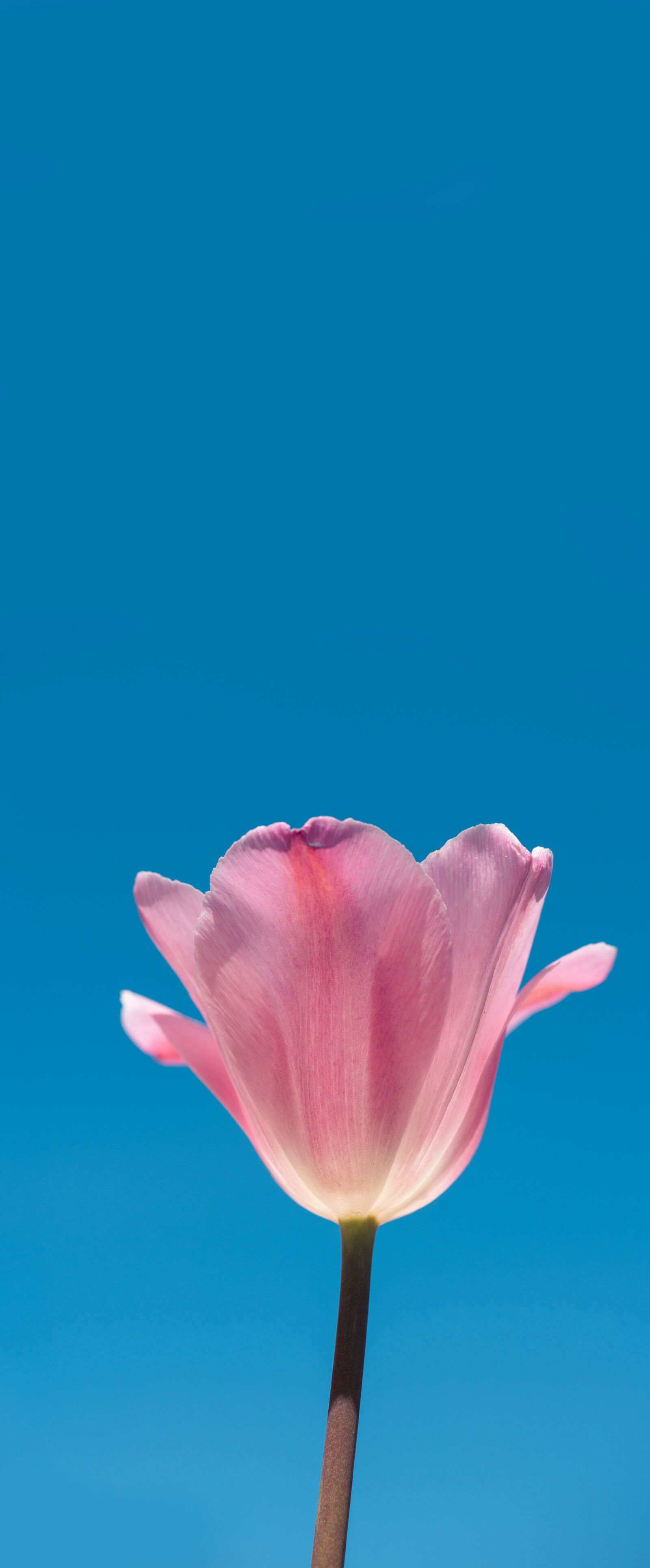 Nikon D750 sample photo. Tulip, pink, tulip pink photography