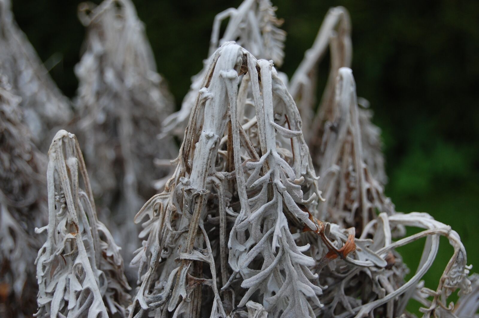 Nikon D40 sample photo. Frost, coldness, garden photography