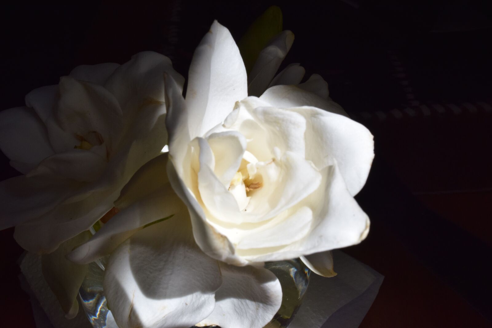 Nikon D3300 sample photo. Flower, plant, petals photography