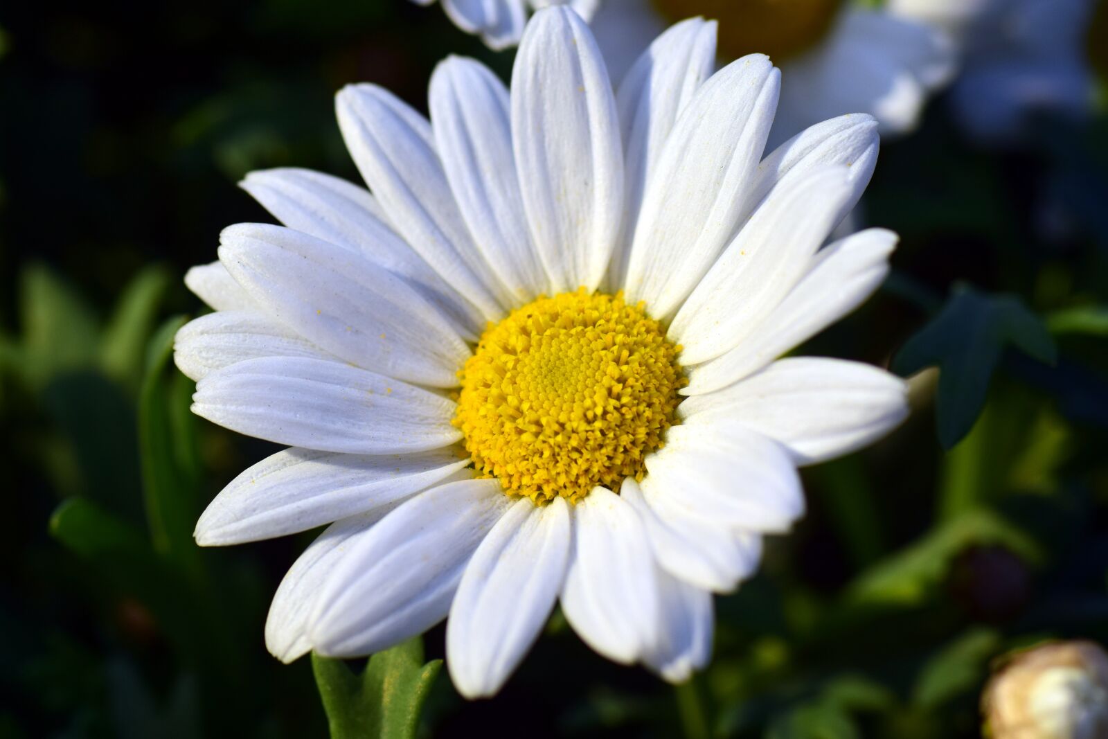 Nikon D3300 sample photo. Marguerite, blossom, bloom photography