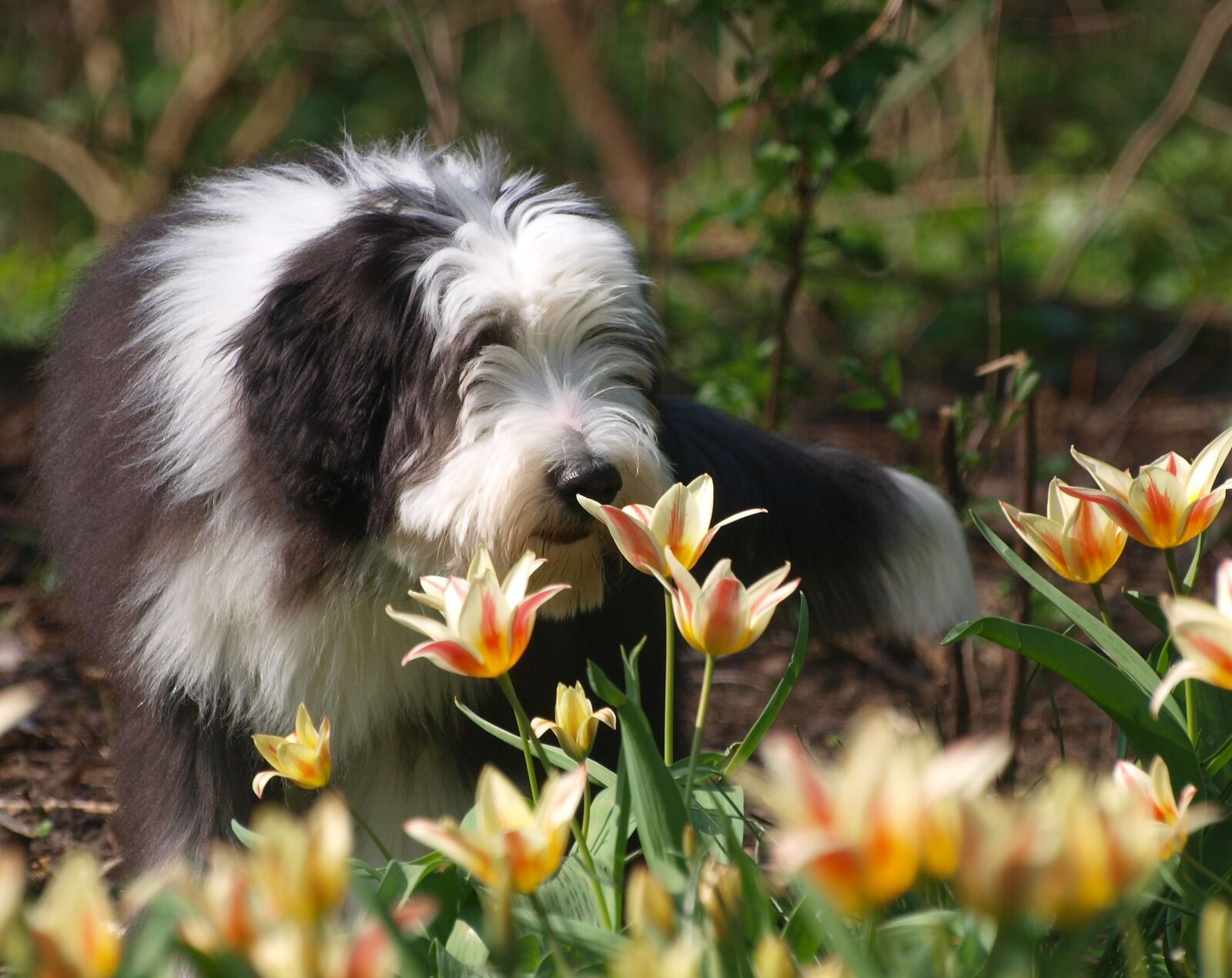 Olympus E-520 (EVOLT E-520) sample photo. Spring, easter, bearded collie photography